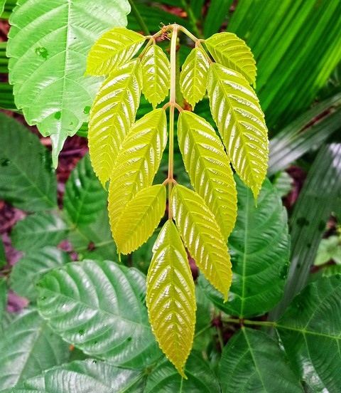 Leaf