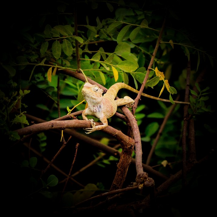 chameleon