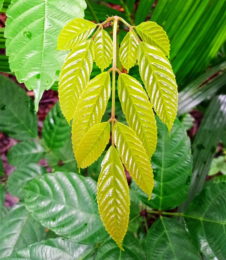 Leaf