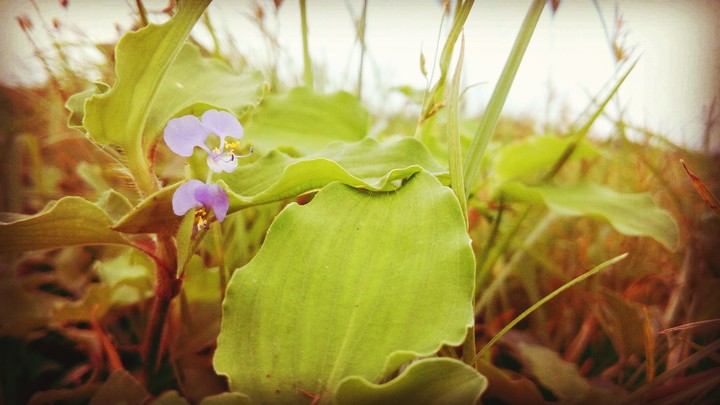 lonely grass flower