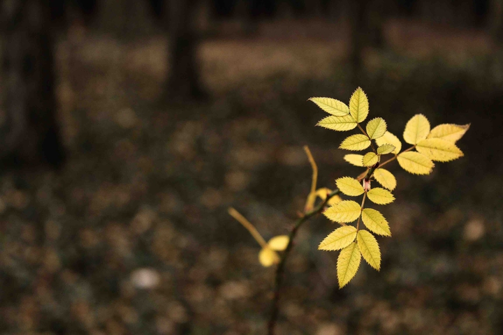 yellow leaf