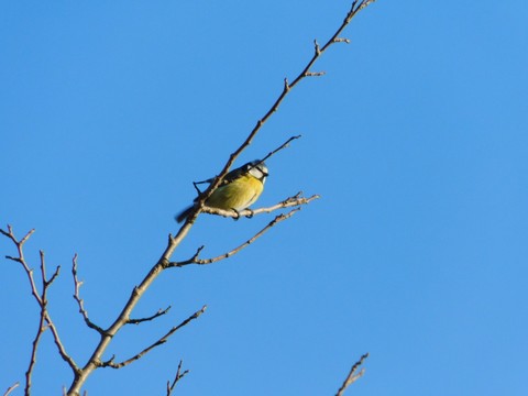 bird