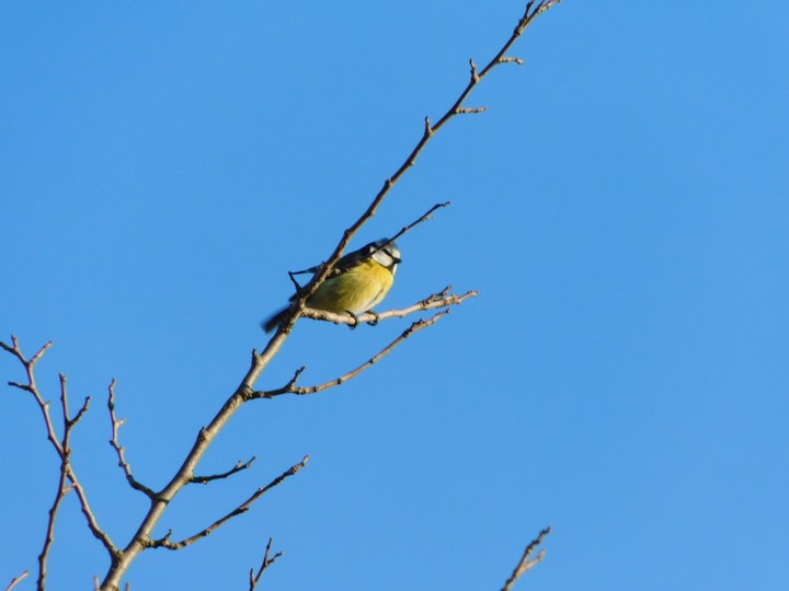 bird