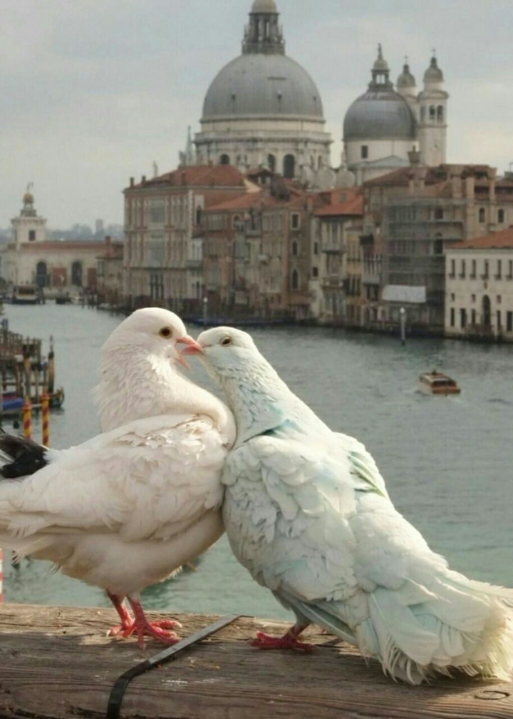 Birds kissing