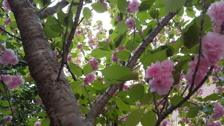 spring
