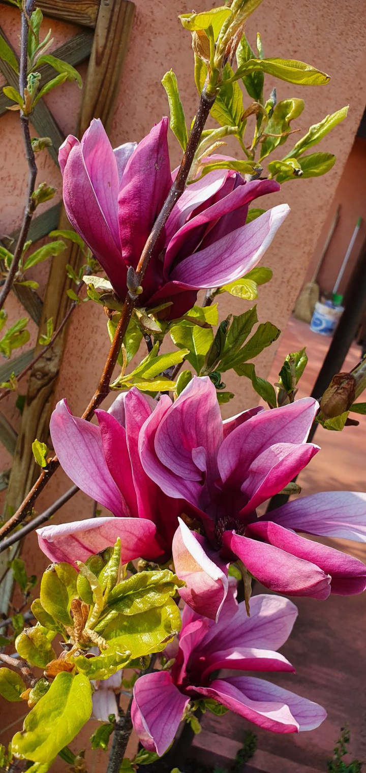 Magnolia