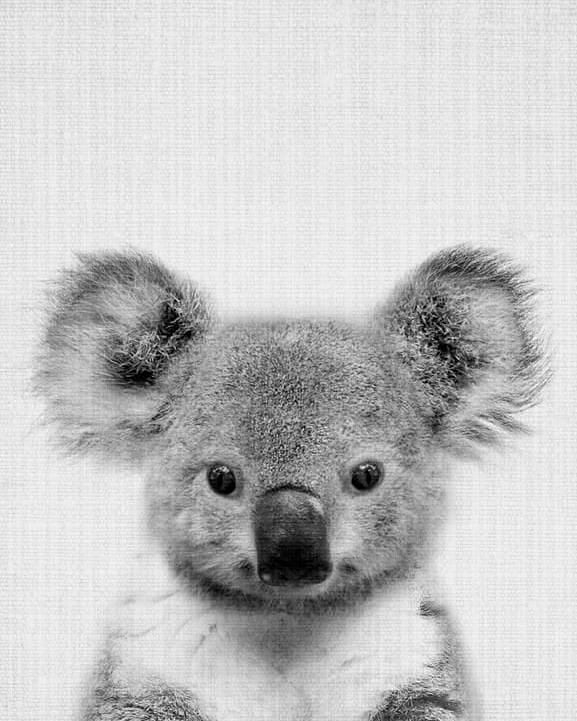 Koala baby