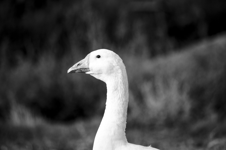 Goose