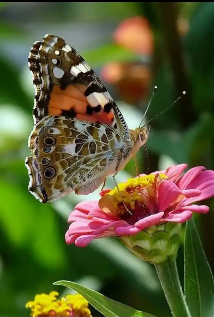 butterfly