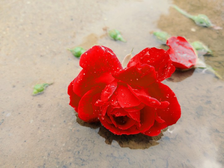 best rose