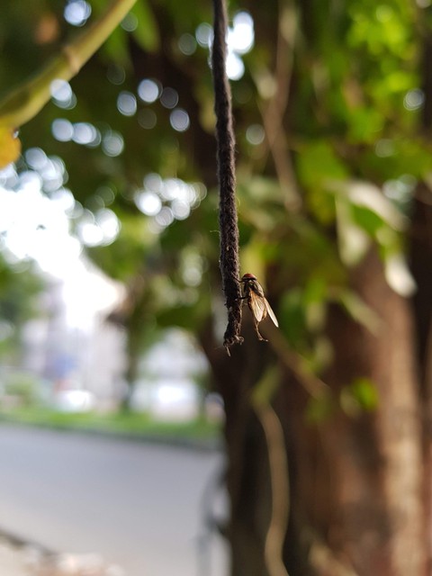 the housefly