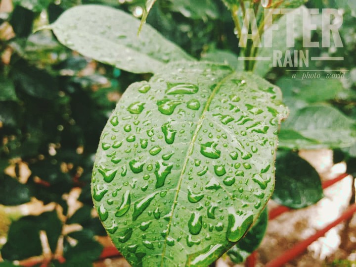 Beauty of Nature after Rain