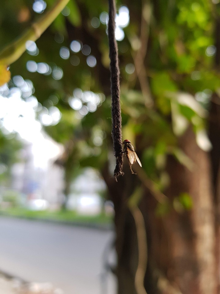 the housefly