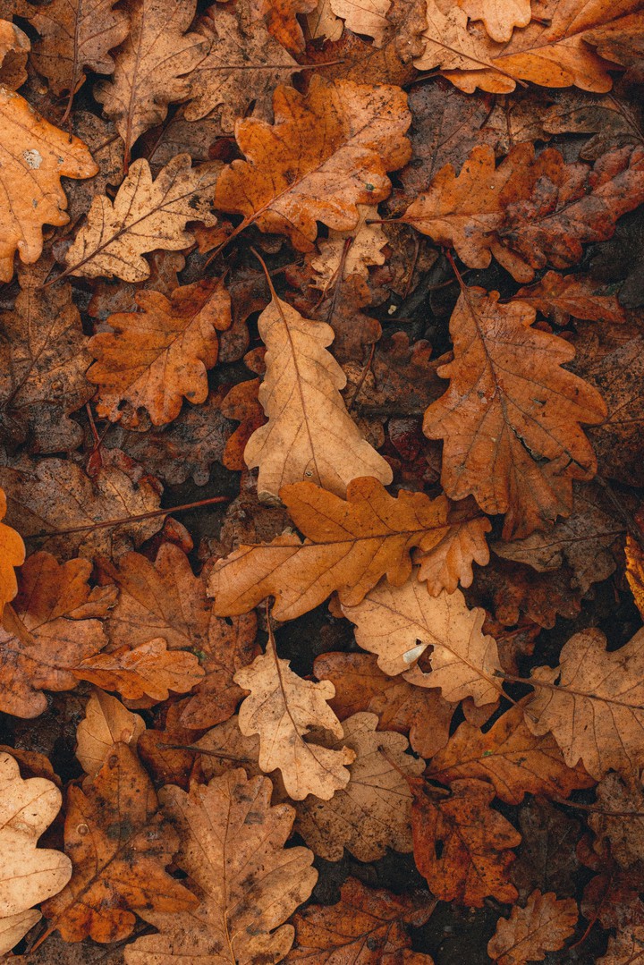 4K Leaves