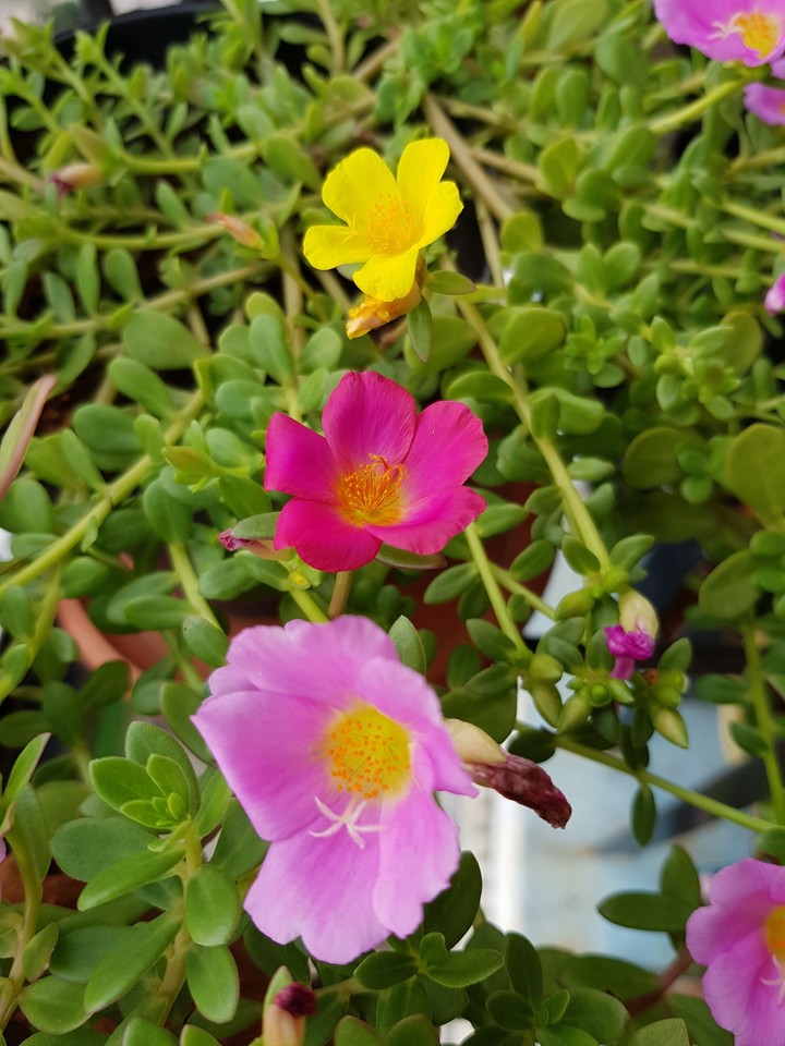 flower