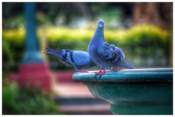 pigeon