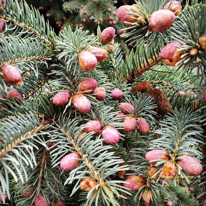 Хвоя
