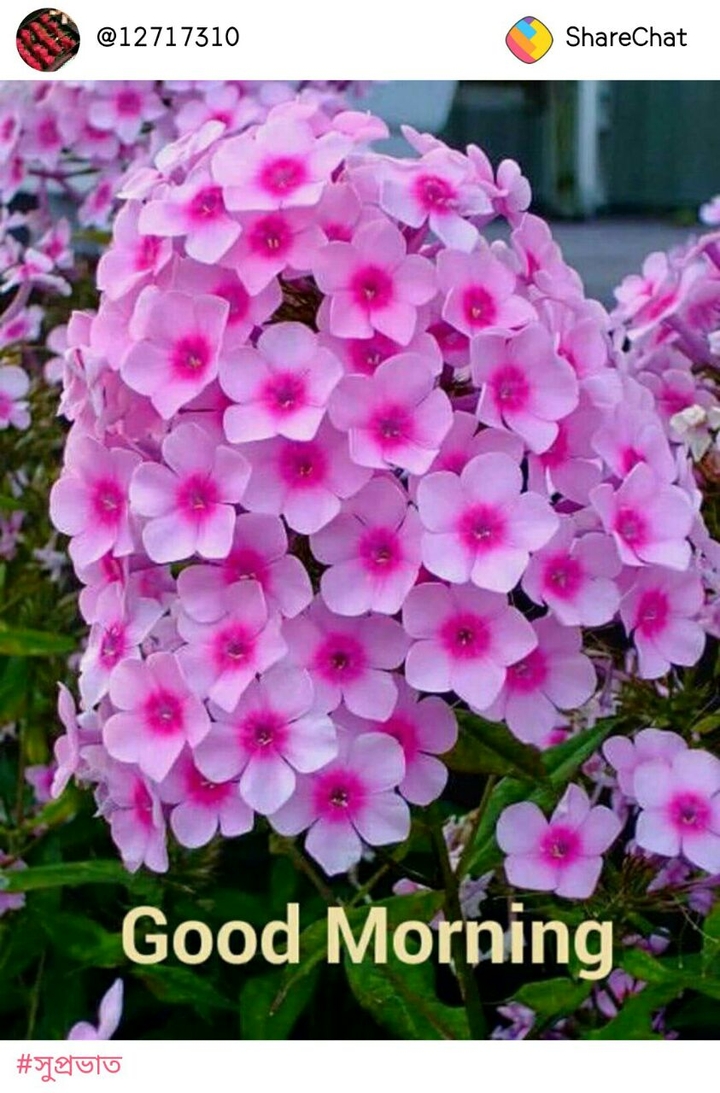good morning