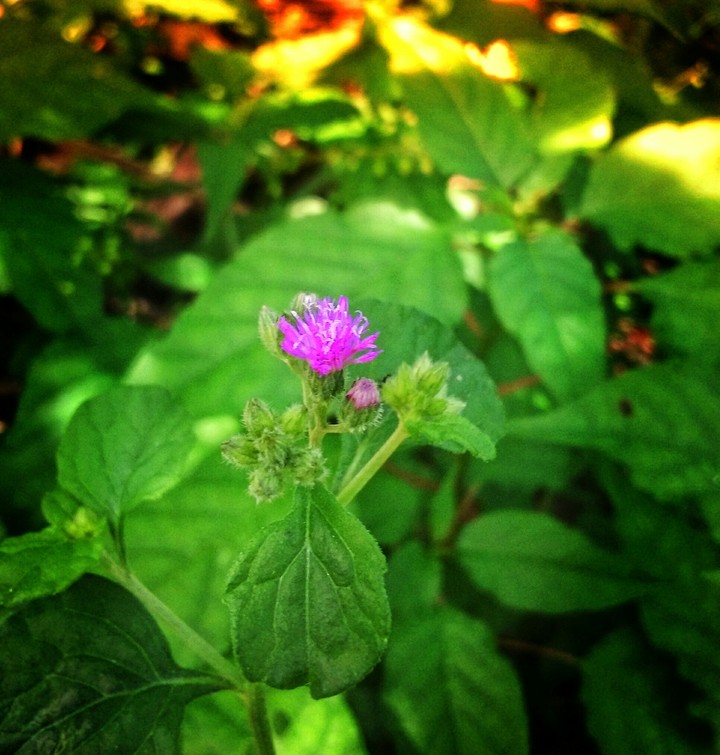 Nature