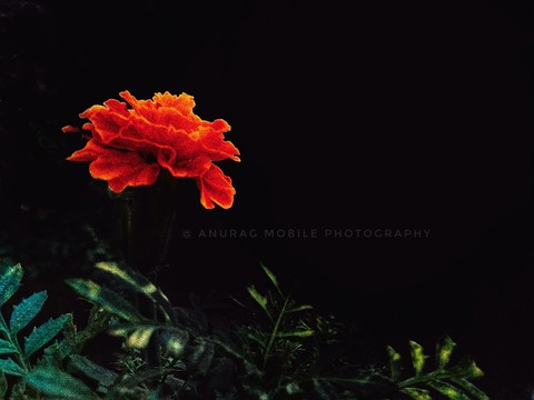 Anurag mobile photography