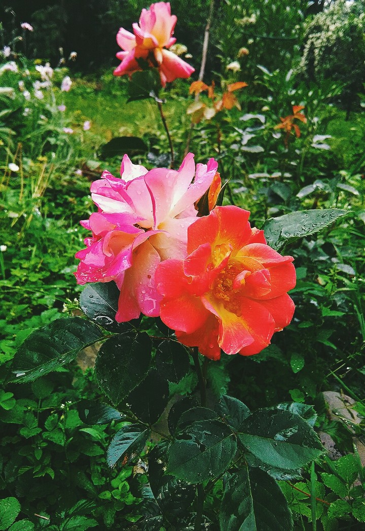 Розы