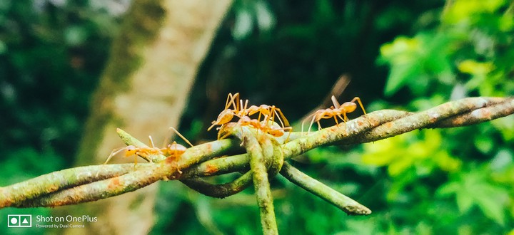 Ants