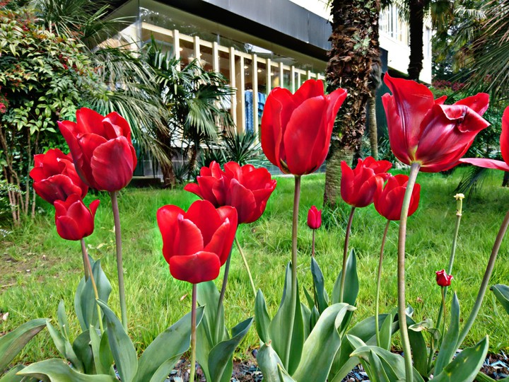 tulips