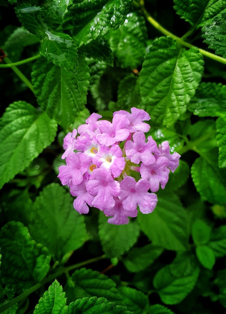 wild flower