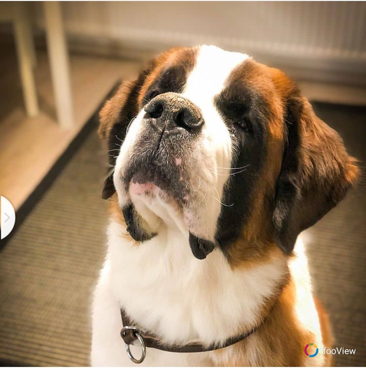 cute Dog saint barnad