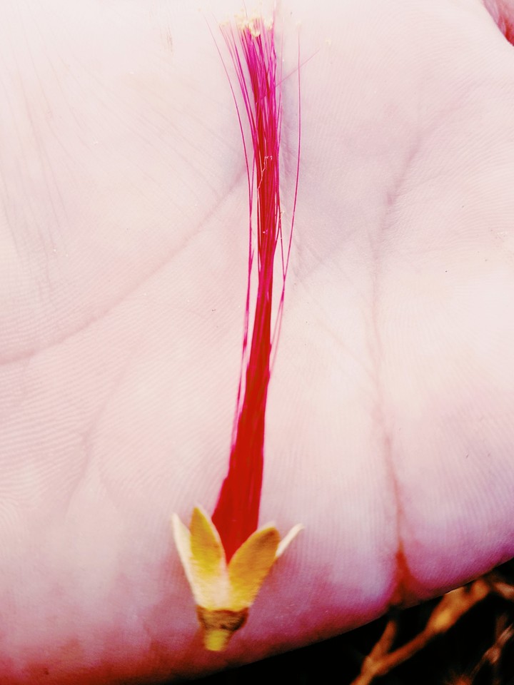 Flor Roja