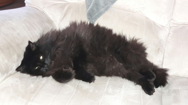 chat