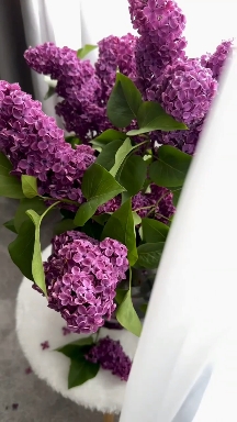sfondi floristry, purple
