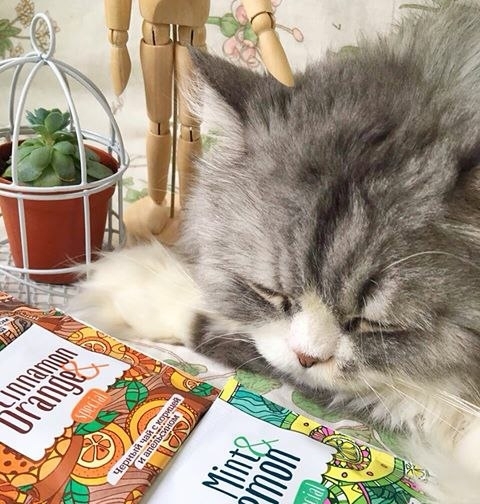 cat, fauna háttérképek