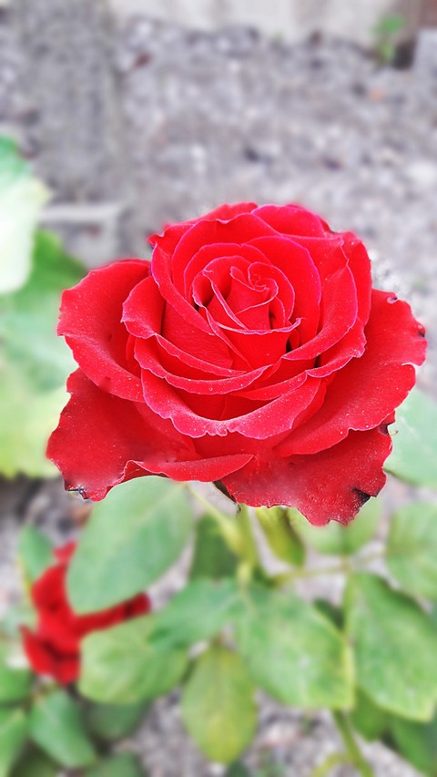 Rouse red