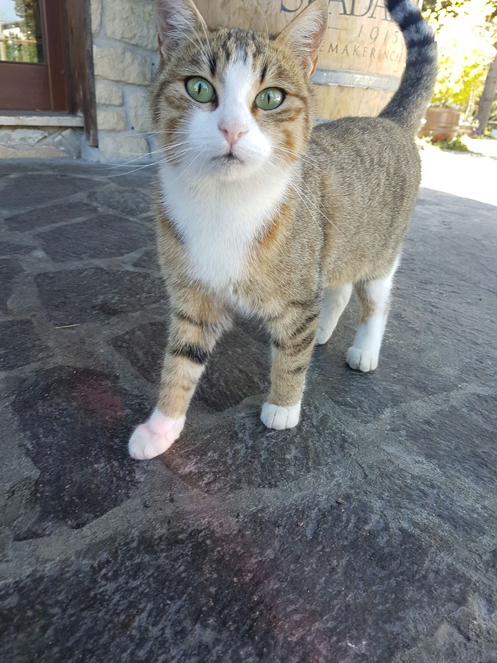 sweety Cat