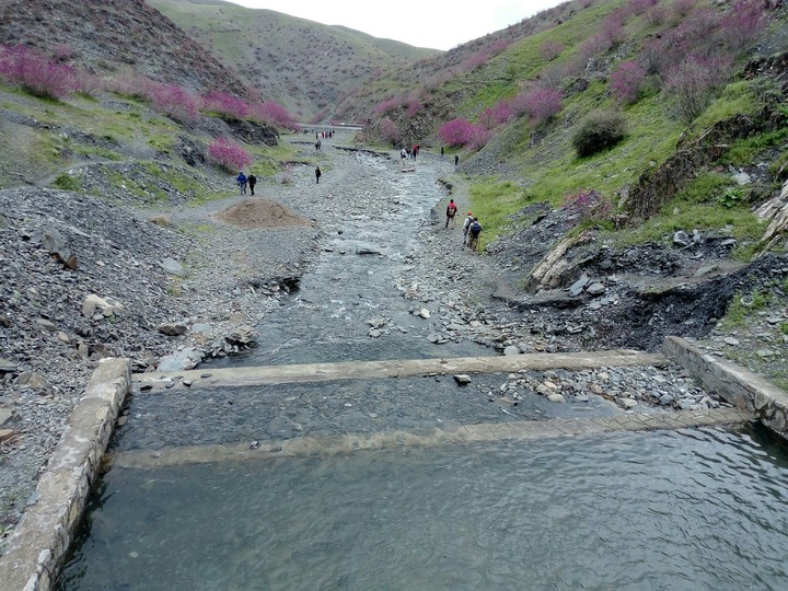 dare arghavan