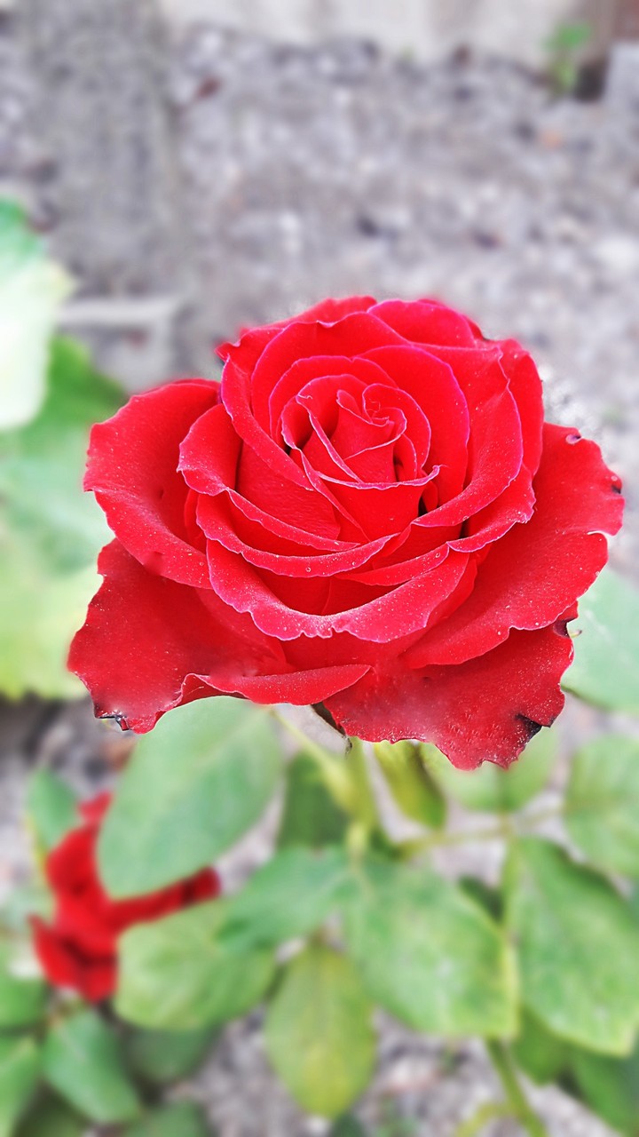 Rouse red