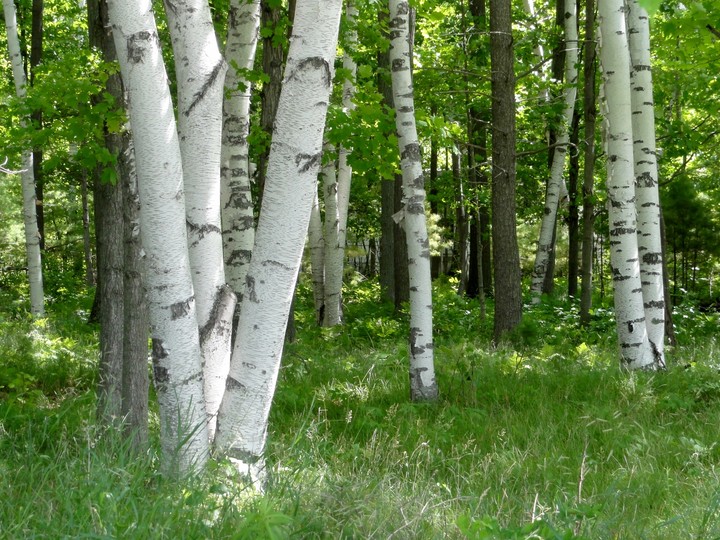 Birch trees in spring