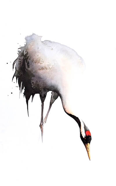 Ibis