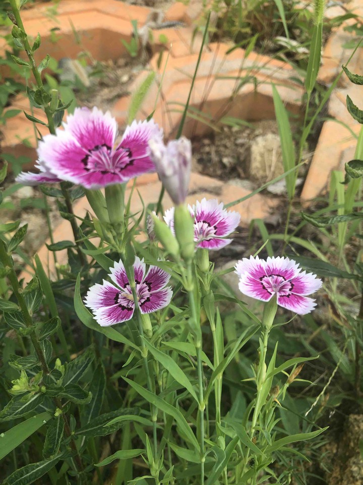 Small wild flower