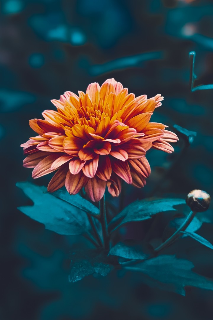 flower ?