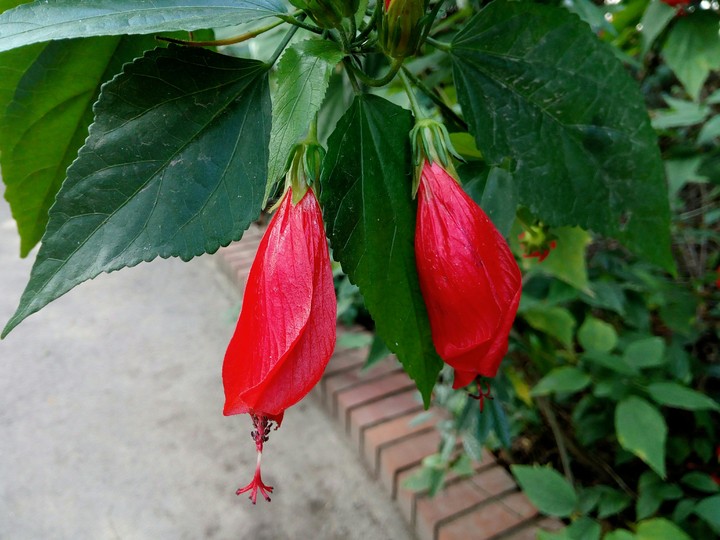 flower
