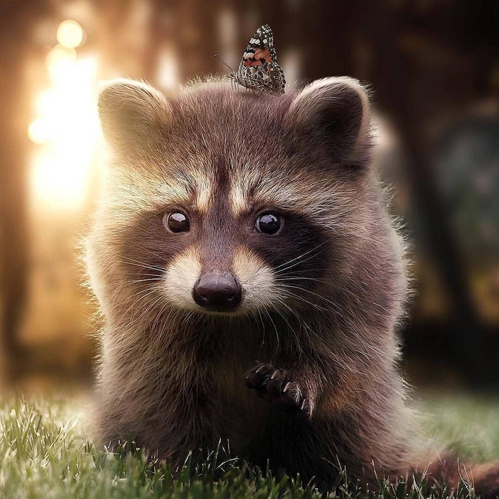 cute ... animal ...
