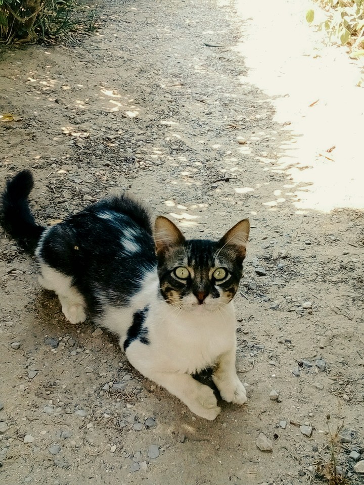 кошка