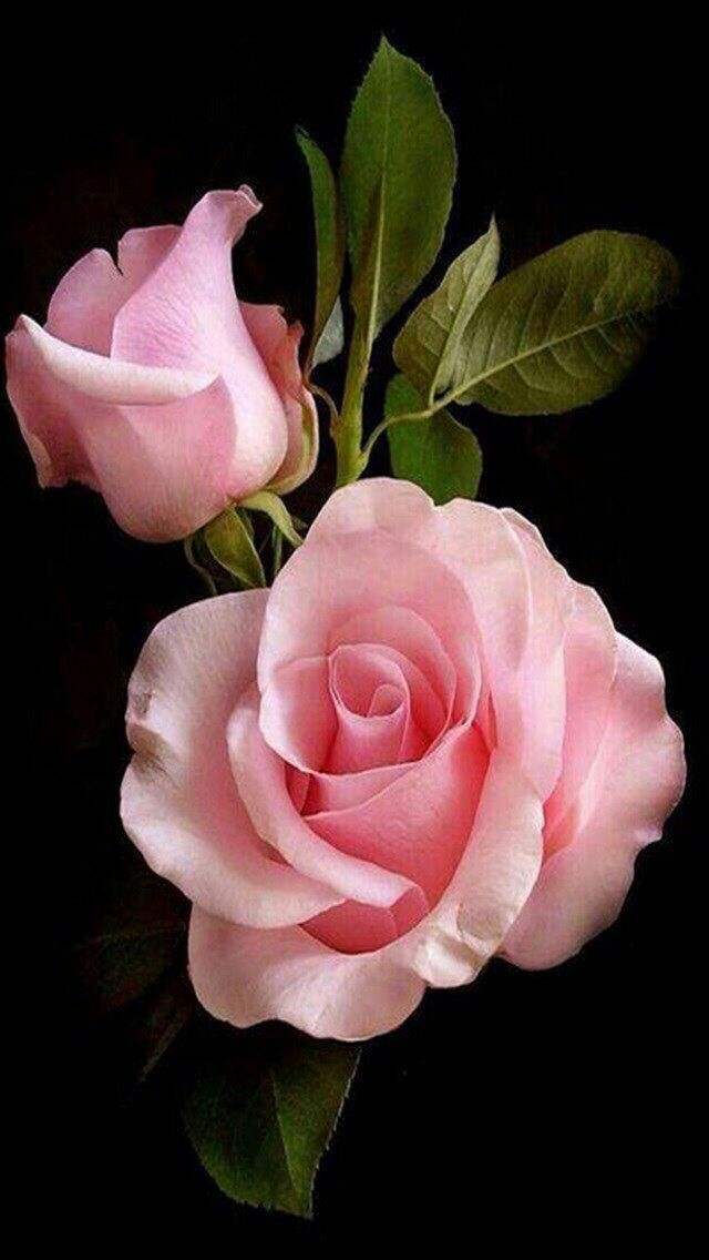 rosa