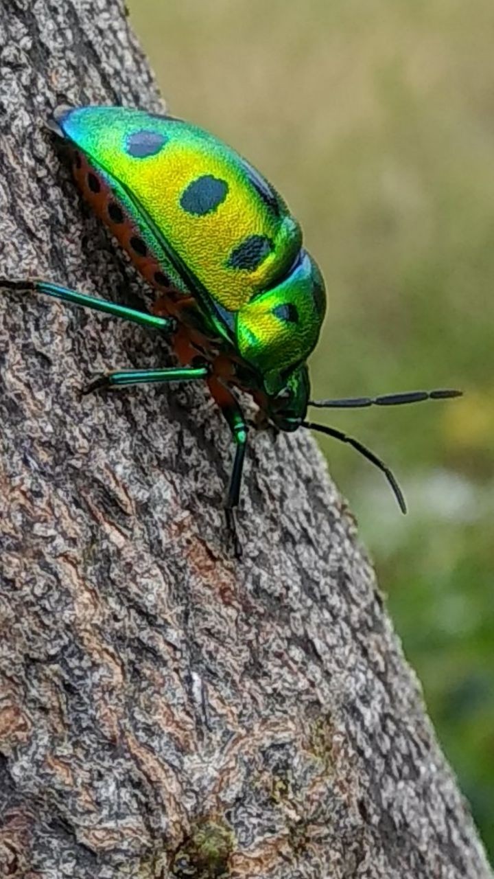 bug