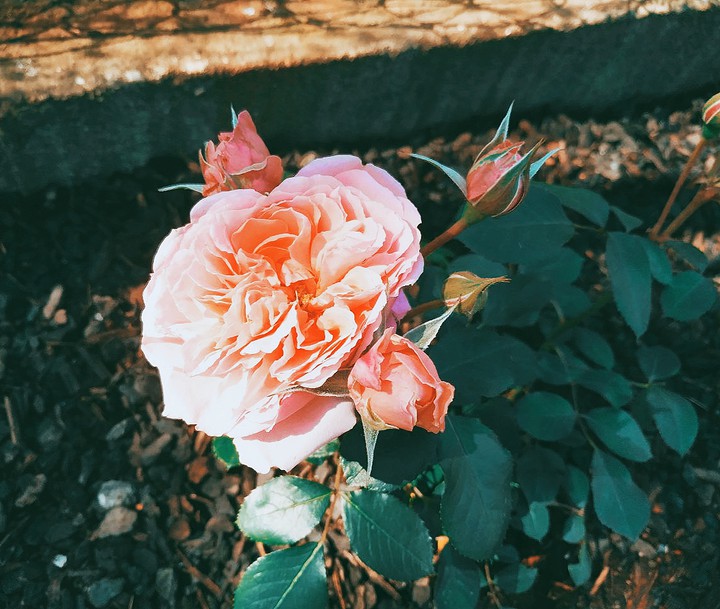 Pink rose