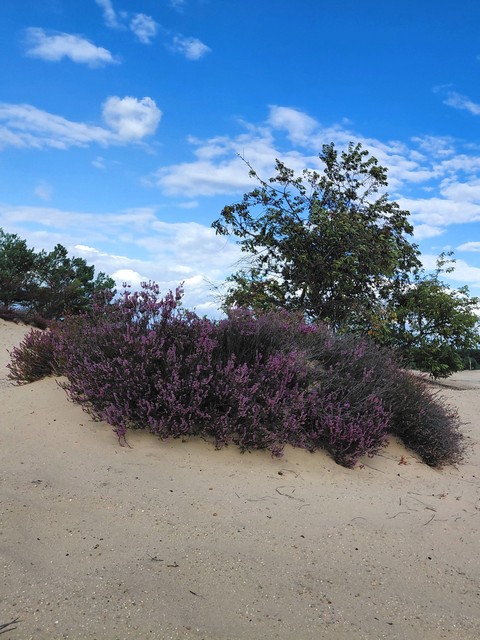 Purple, Sand, Shrubland