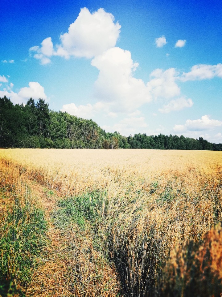 Field