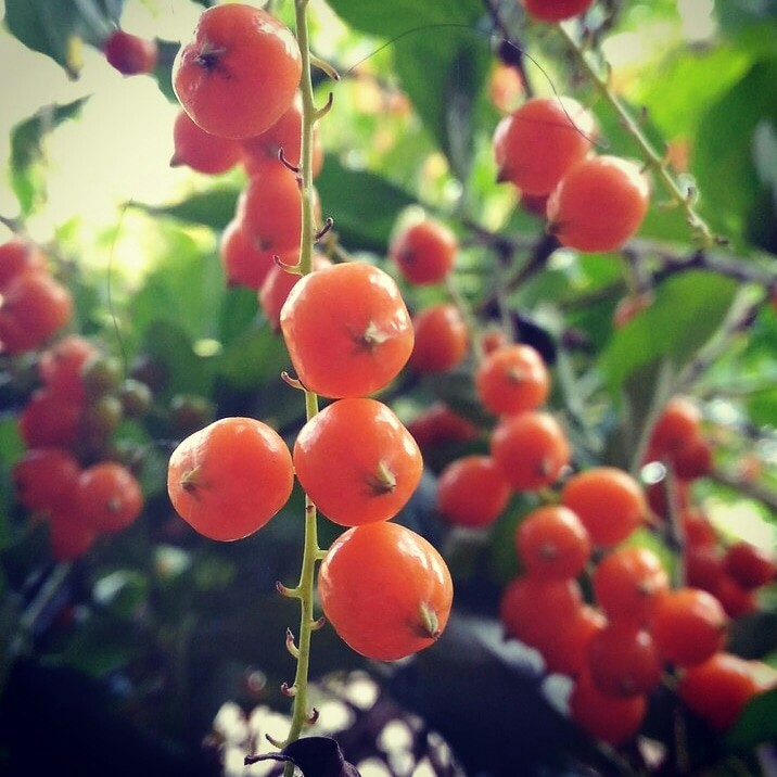 berry
